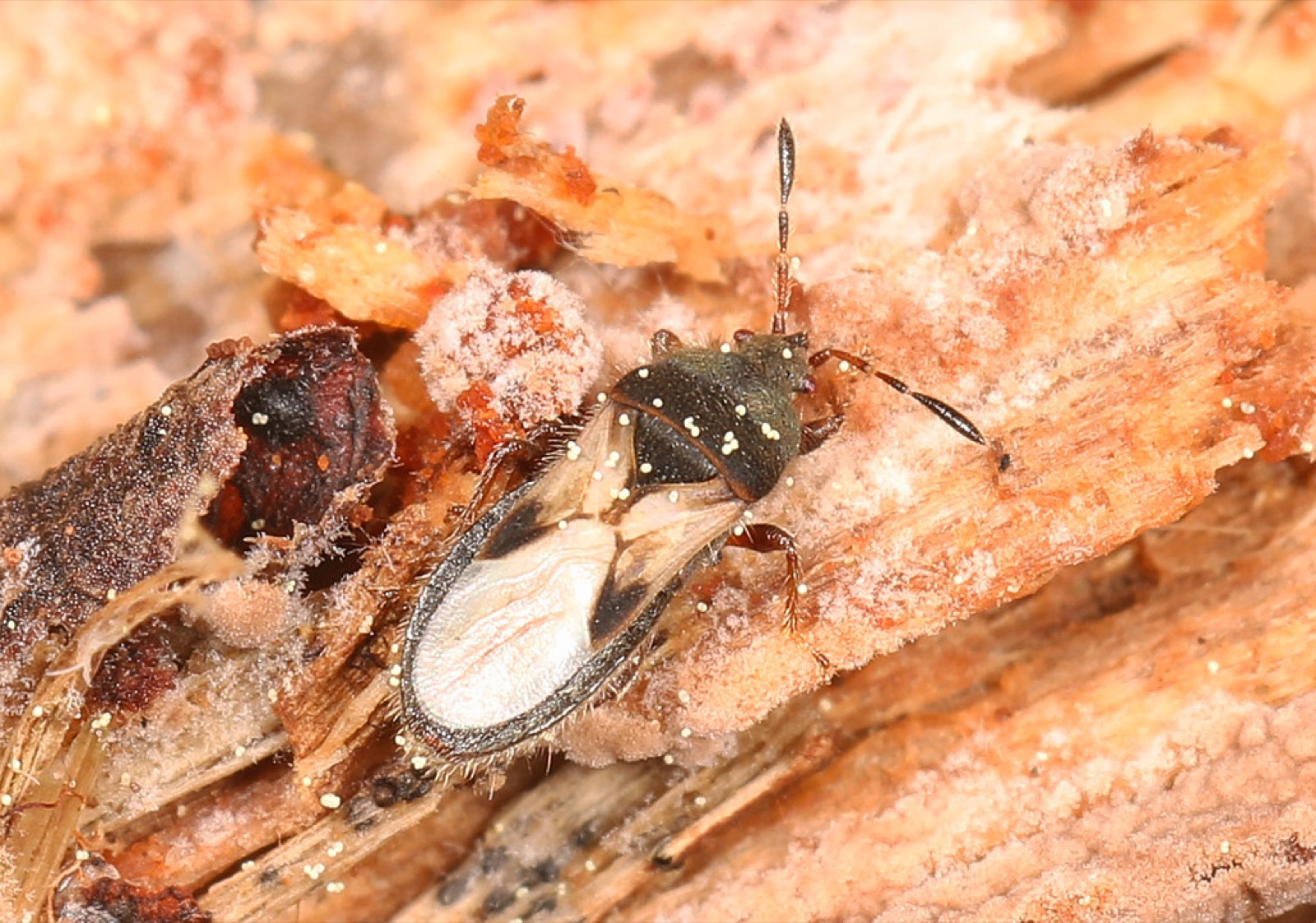 A chinch bug adult tucked among brown thatch and plant debris, its black-and-white body partly hidden against the litter, showing how small and camouflaged the insects are down at the soil line.