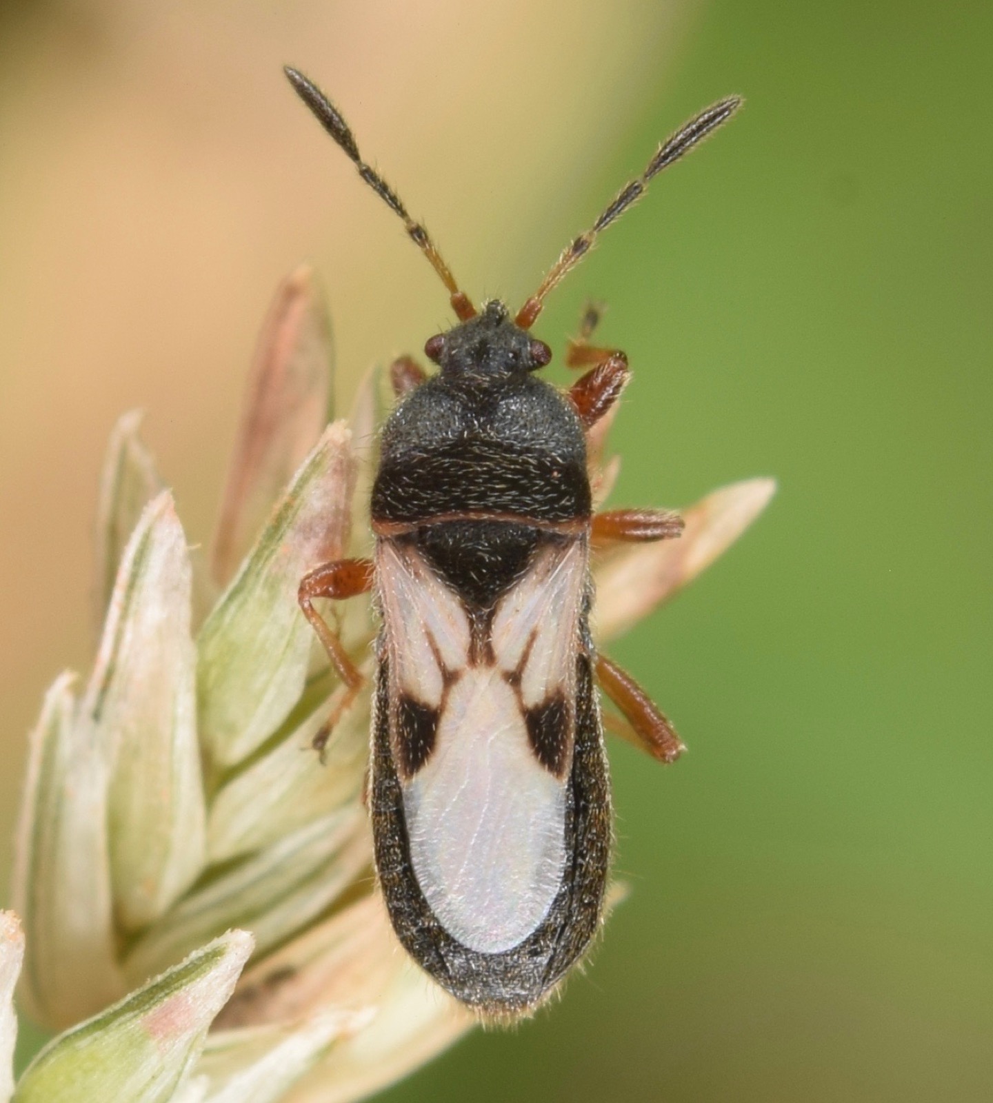 A hairy chinch bug adult on a grass seedhead: a black body about a sixth of an inch long, with folded white wings marked by a black hourglass shape, and orange-red legs.